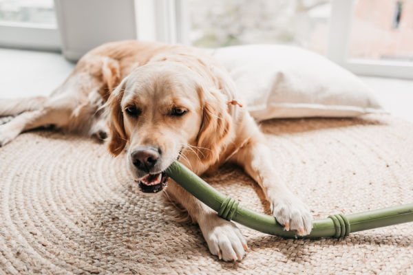 Beeztees Sumo Stıck Dental Oyuncak Yeşil 50x3x3