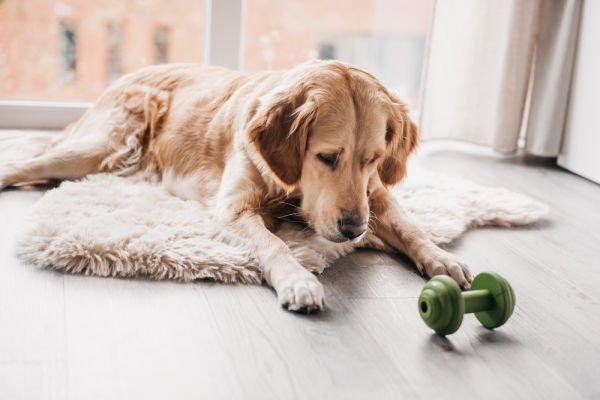 Beeztees Sumo Halter Şekilde Dental Oyuncak 13x7x