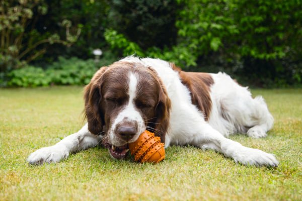 Beeztees Sumo Dayanıklı Dental Oyuncak M Turuncu