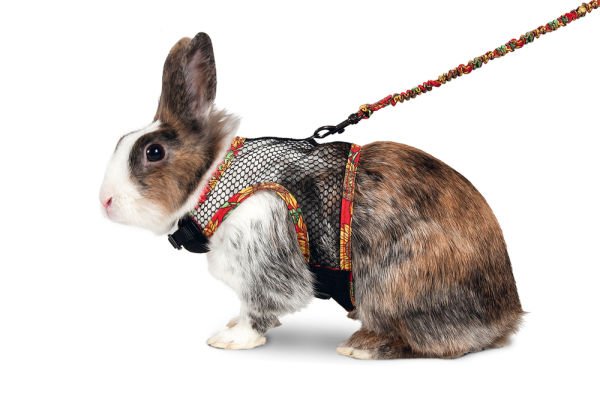 Karlıe Tavşan Göğüs Tasması