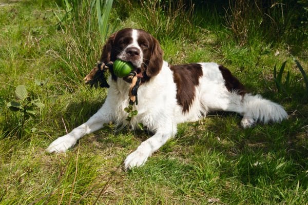 Beeztees İpli Yeşil Top 31,8x7,9x7,9