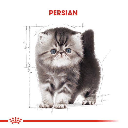 Royal Canin Persian Irka Özel Yavru Kedi Maması 2 kg